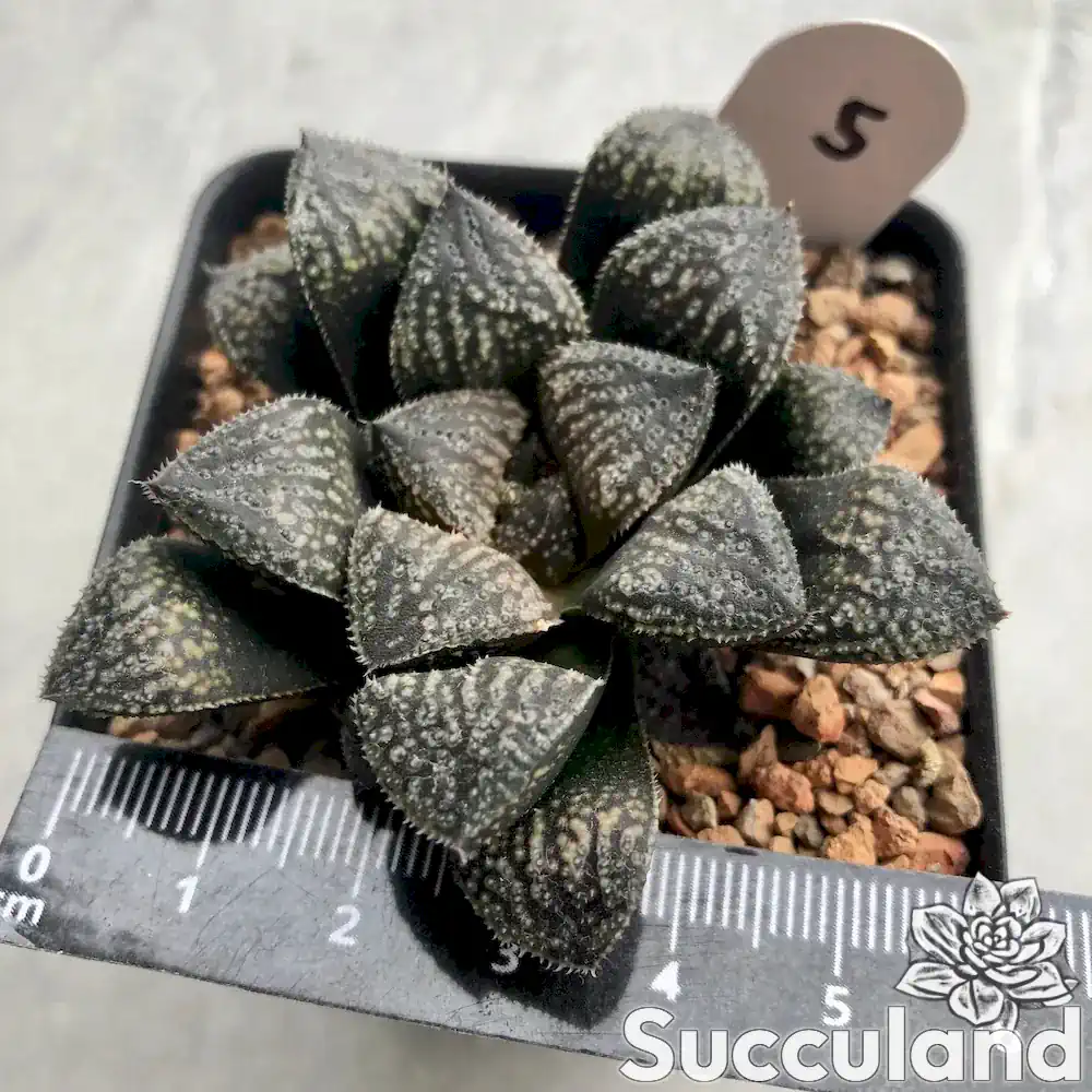 haworthia mordor succulent