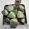 Haworthia Emelyae Var. Comptoniana