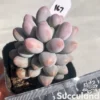 Pachyphytum Pink Lover