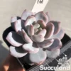 Echeveria Orange Monroe Hybrid