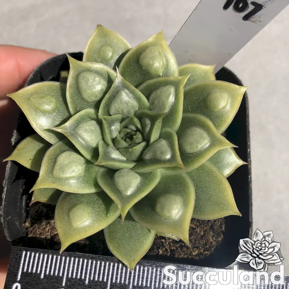 echeveria pipi shrimp succulent