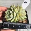 Echeveria Rouen
