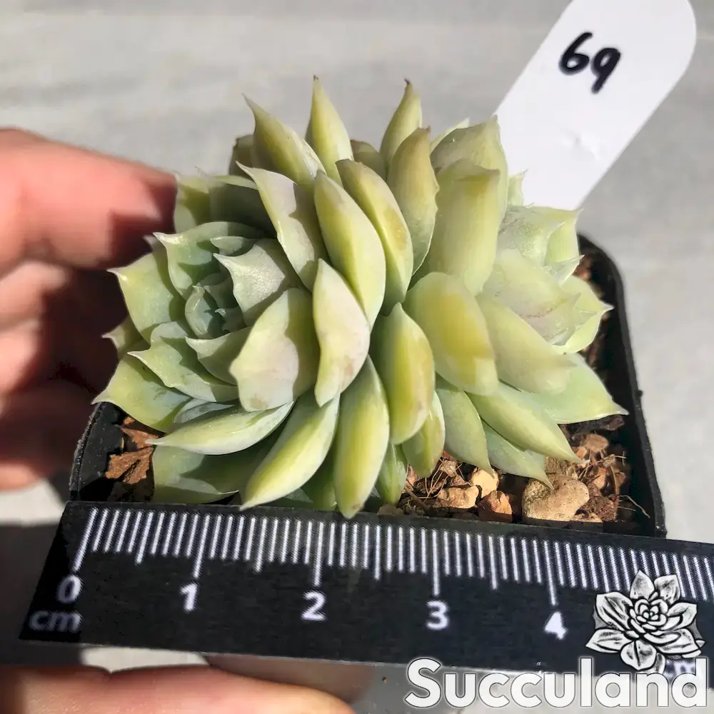 Echeveria Rouen