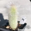 Espostoa Lanata - Peruvian Old Man Cactus