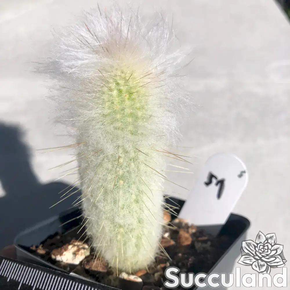 Espostoa lanata peruvian old man cactus
