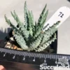 Aloe Striata 'Pink' - Coral Aloe