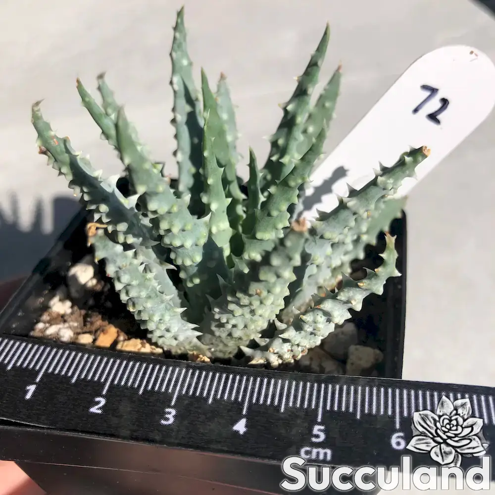 aloe humilis succulent