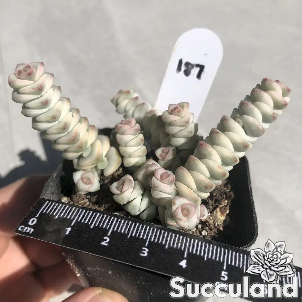 Crassula Perforata Kougaensis Variegated succulent