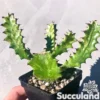 Euphorbia Trigona 'Mint Cream' - African Milk Tree