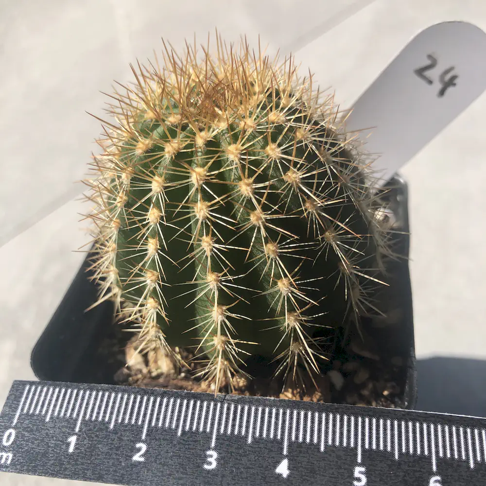 Parodia Sp