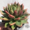 Echeveria Agavoides 'Miranda'