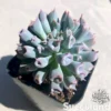 Echeveria Pig Nose