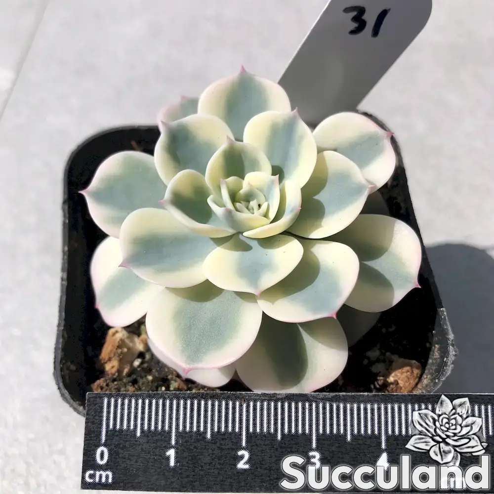 Echeveria x Imbricata Compton Carousel / Lenore Dean