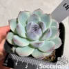 Echeveria Ice Orchid