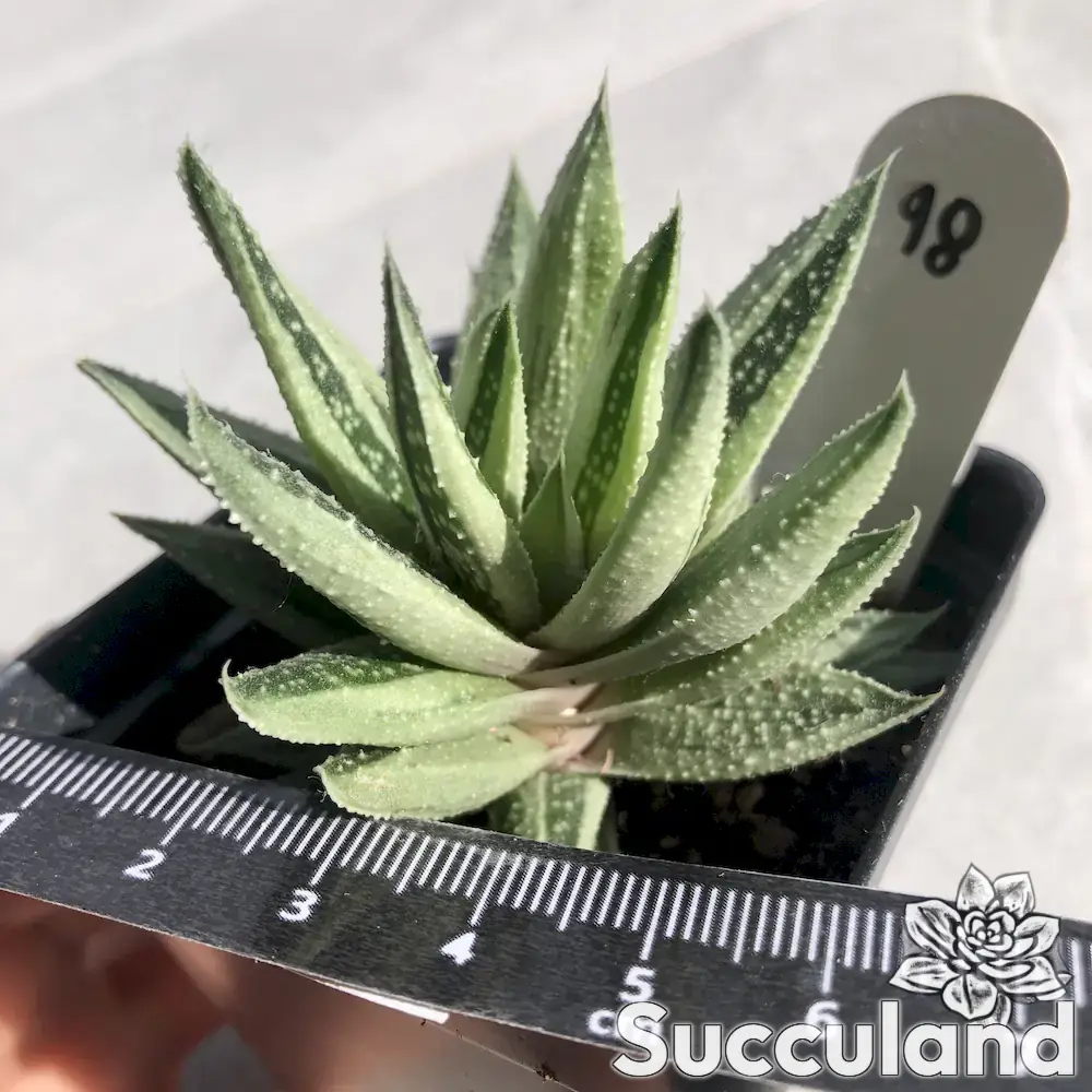 gasteraloe succulent