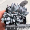 Pachyveria Simonoasa 'Powder Puff'
