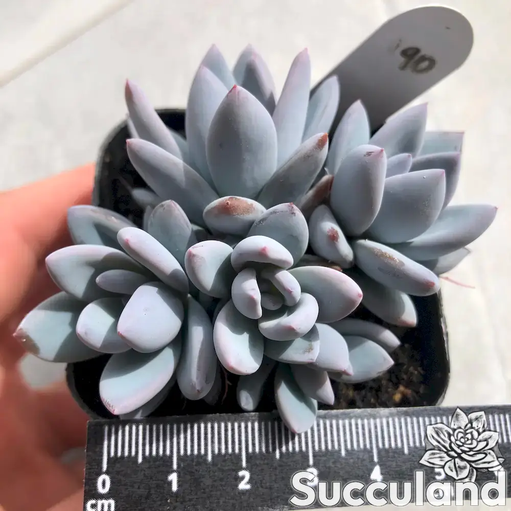Pachyveria Simonoasa Powder Puff Succulent