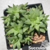 Haworthia Turgida - Windowpane Plant