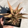 Aloe Sp.
