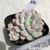Echeveria Little Red Egg