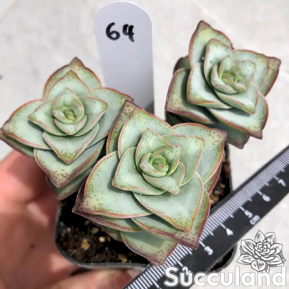 crassula perforata giant form succulent