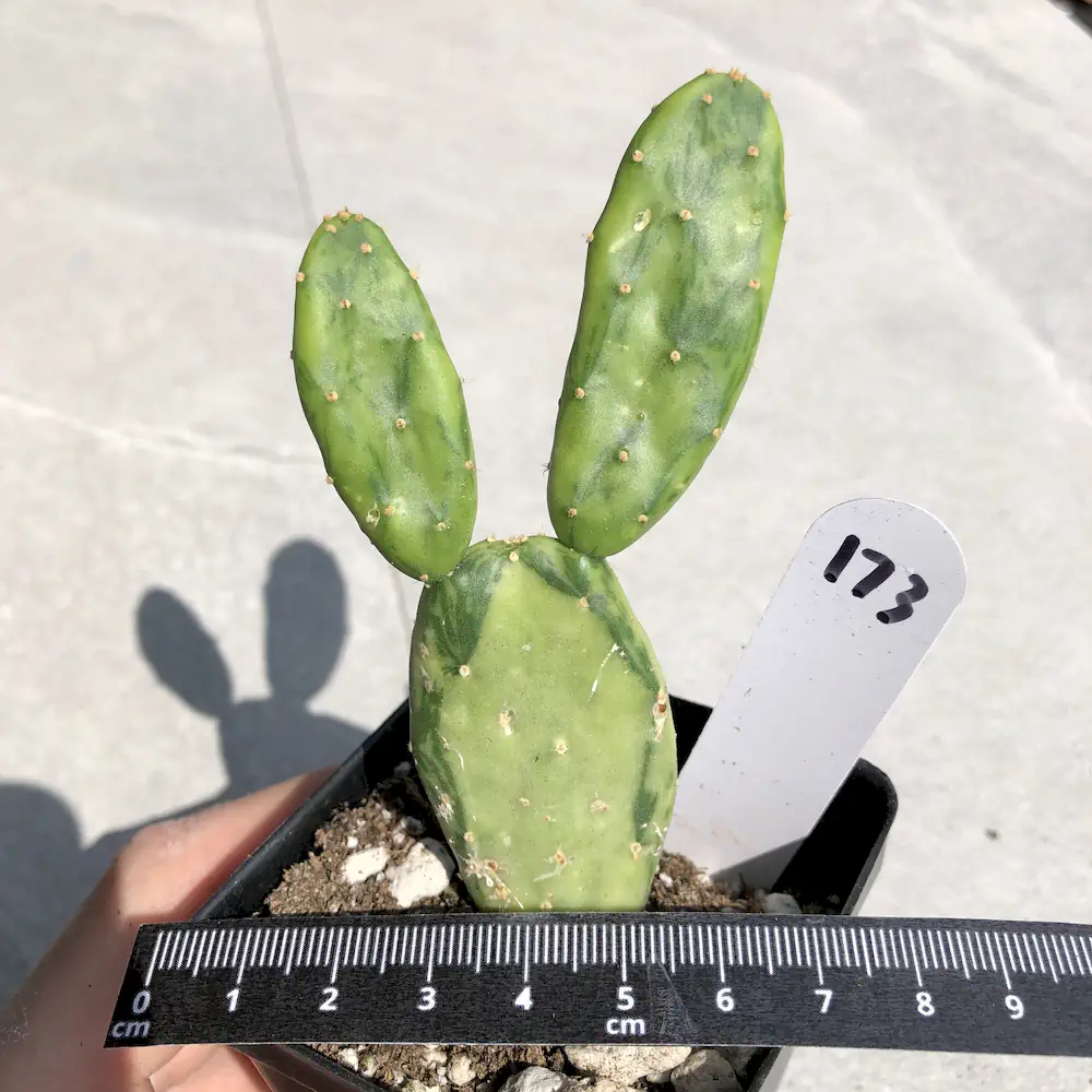 Opuntia Cochenillifera Variegated - Warm Hand Cactus
