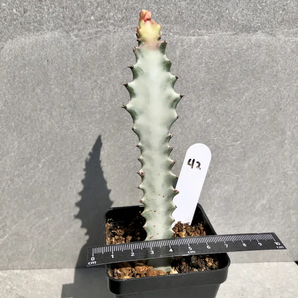 Euphorbia Trigona White Variegated - African Milk Tree