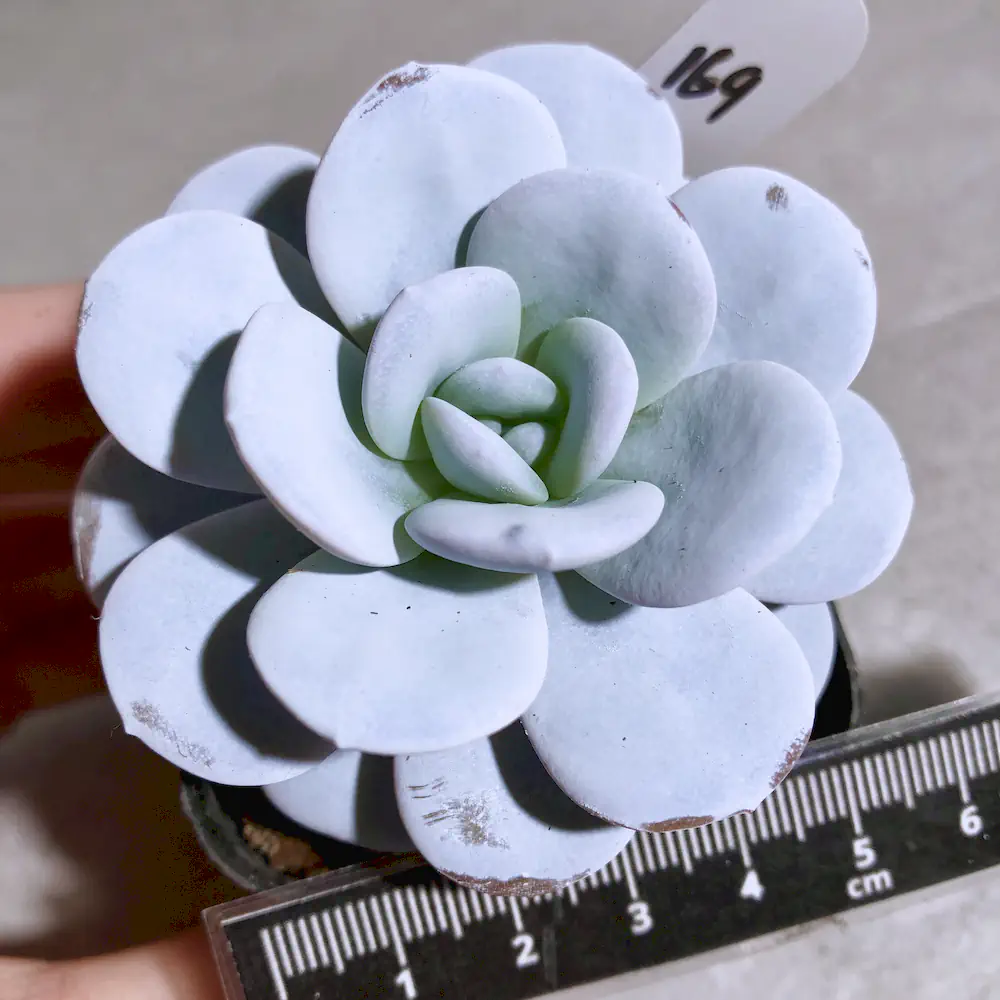 Echeveria Laui