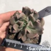 Echeveria Dark Vader