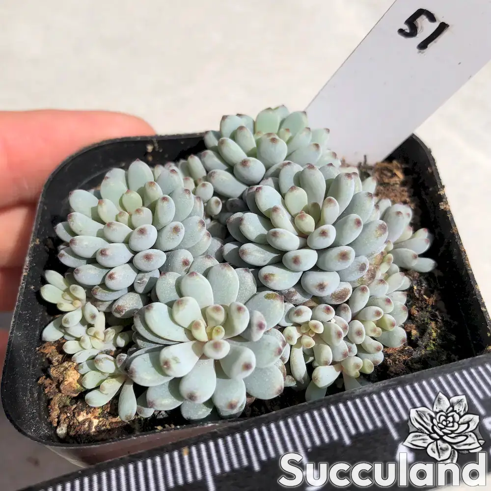 Graptopetalum pachyphyllum Bluebean Succulent