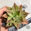 Aeonium Leucoblepharum 'Red Stripe'