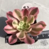 Aeonium Pink Witch