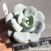 Echeveria Laui Pink