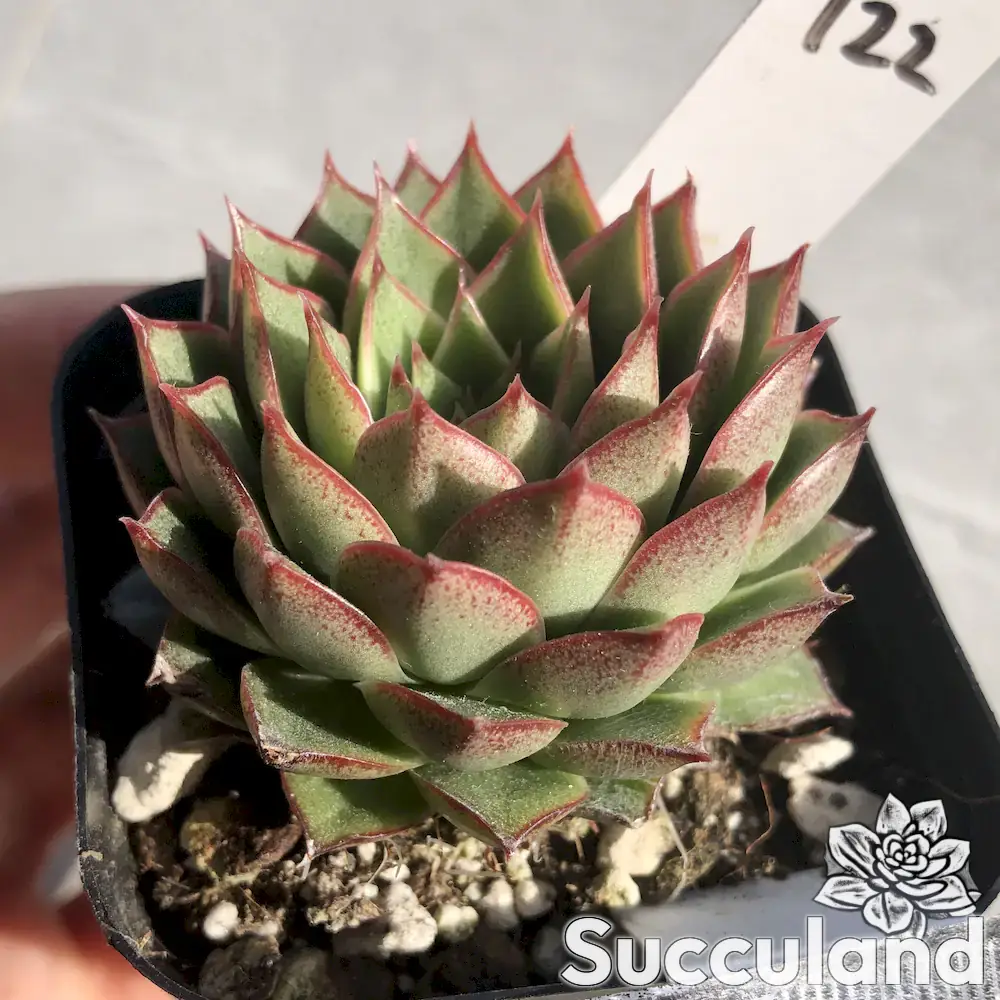 Echeveria pipi shrimp succulent