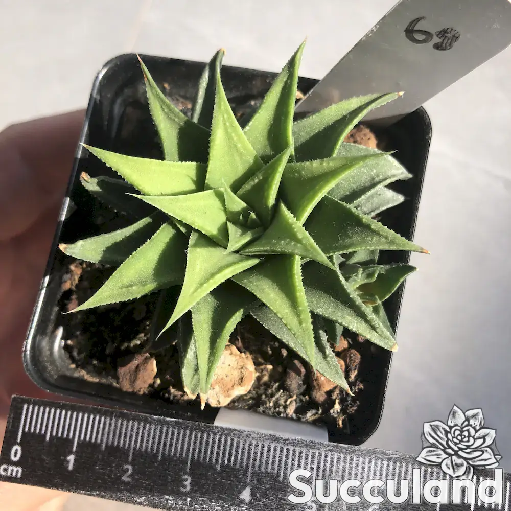Haworthia angustifolia var. baylissii succulent
