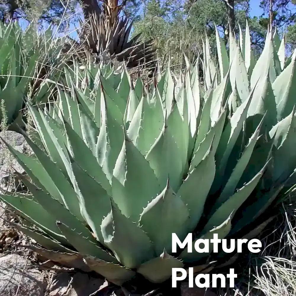 Agave parryi 【hybrid】238 Agave parryi 【hybrid】238