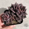 Echeveria Black Madiba