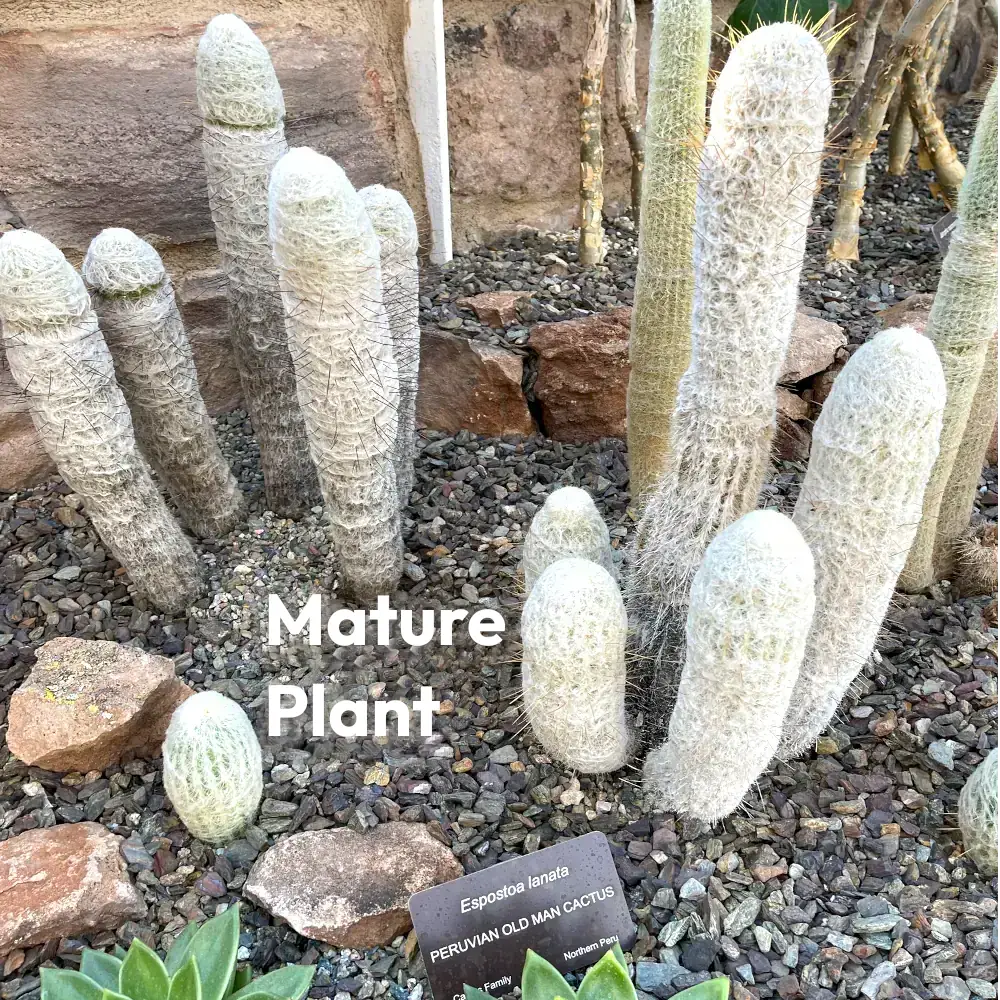 Espostoa Lanata - Peruvian Old Man Cactus - Image 2