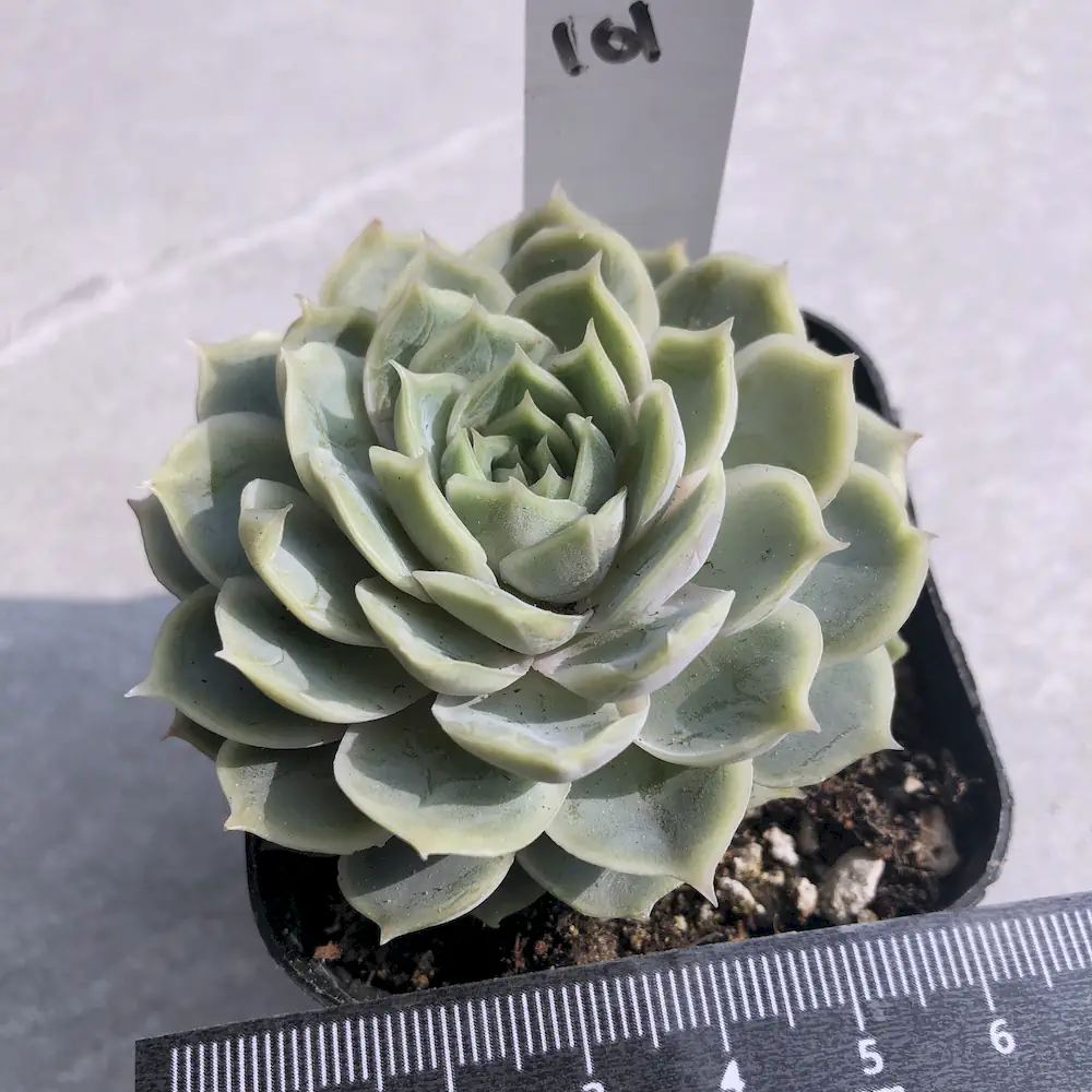 Echeveria Rouen