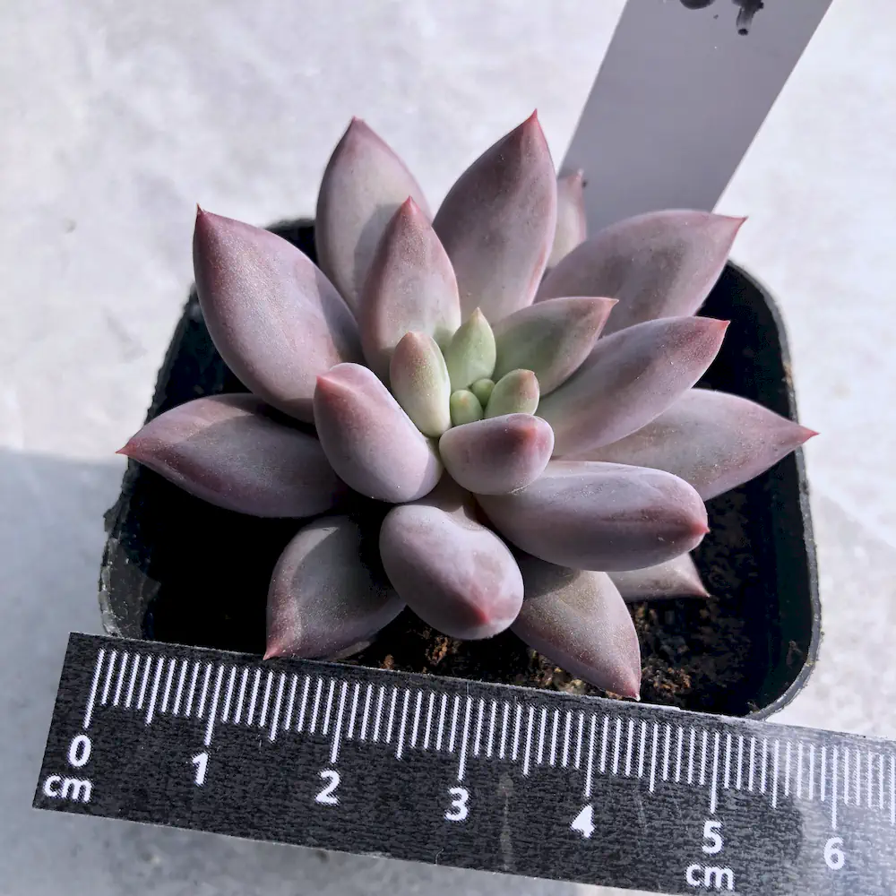 Pachyveria Hybrid Pink Cheese x Blood Romeo