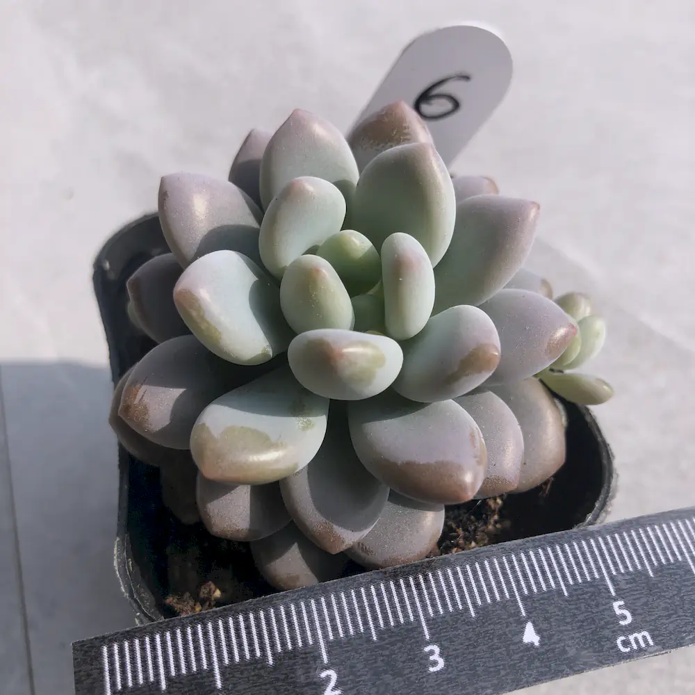 Pachyveria Rococo
