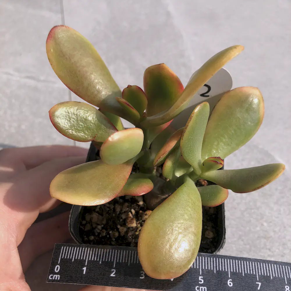 Crassula Ovata 'Hummel's Sunset'