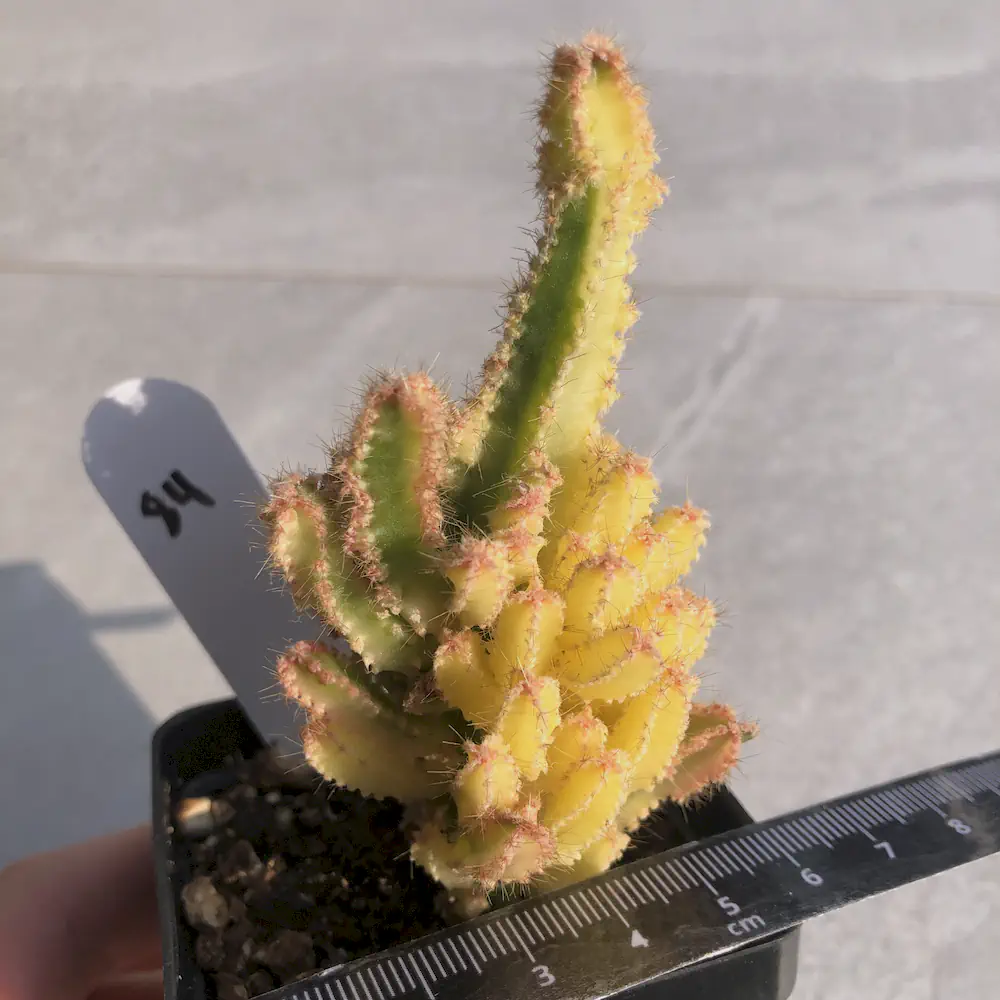Acanthocereus Tetragonus - Fairy Castle Variegated