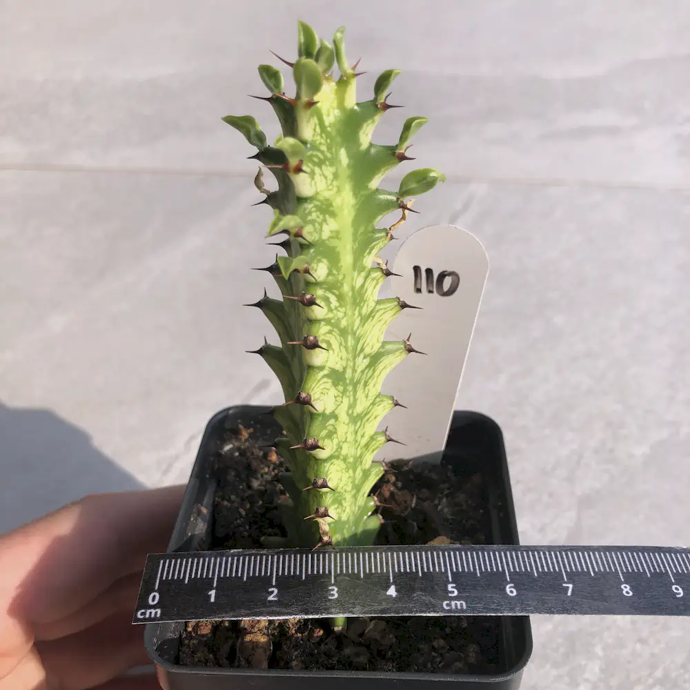 Euphorbia Trigona 'Mint Cream' - African Milk Tree