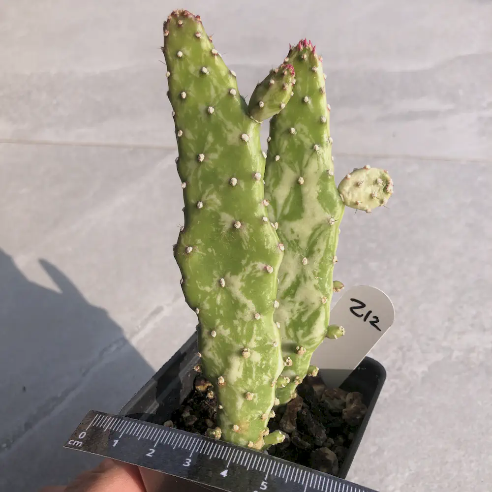 Opuntia Monacantha Variegated - Joseph's Coat