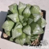 Haworthia Byakuya Silver