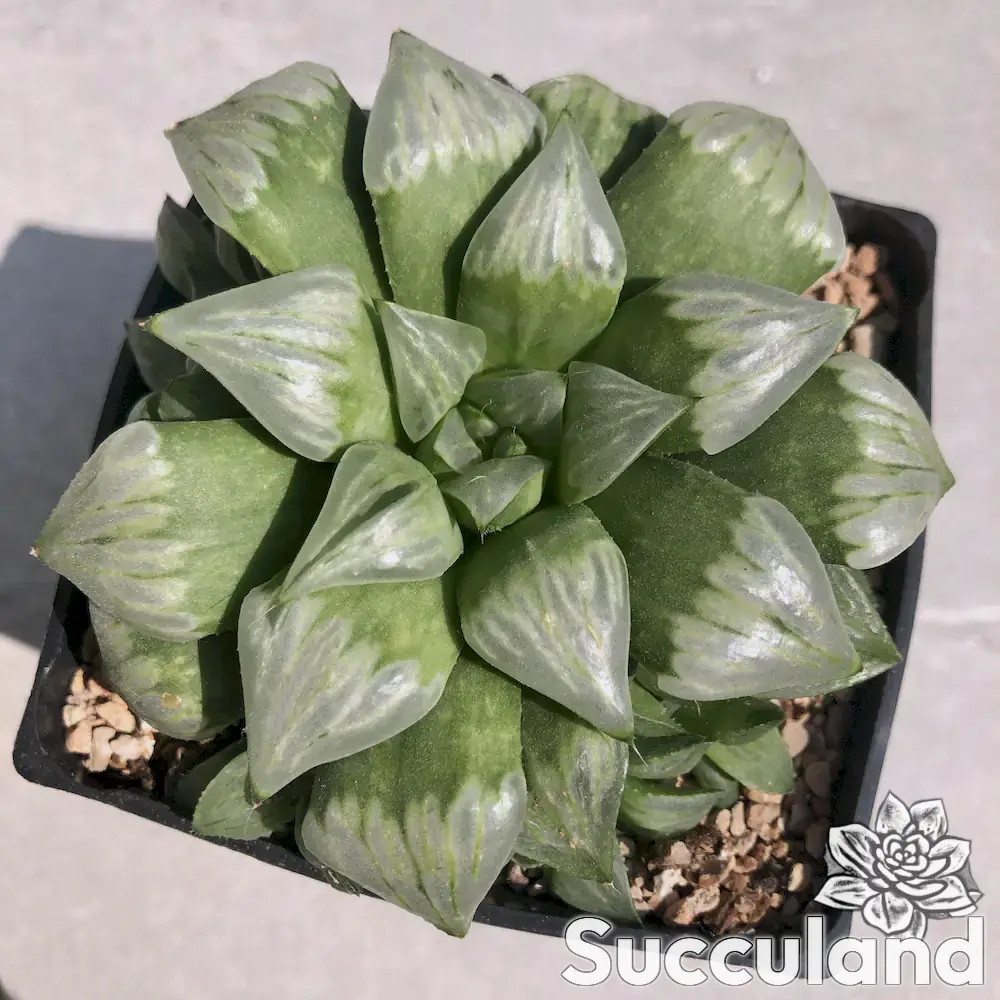 Haworthia Byakuya succulent