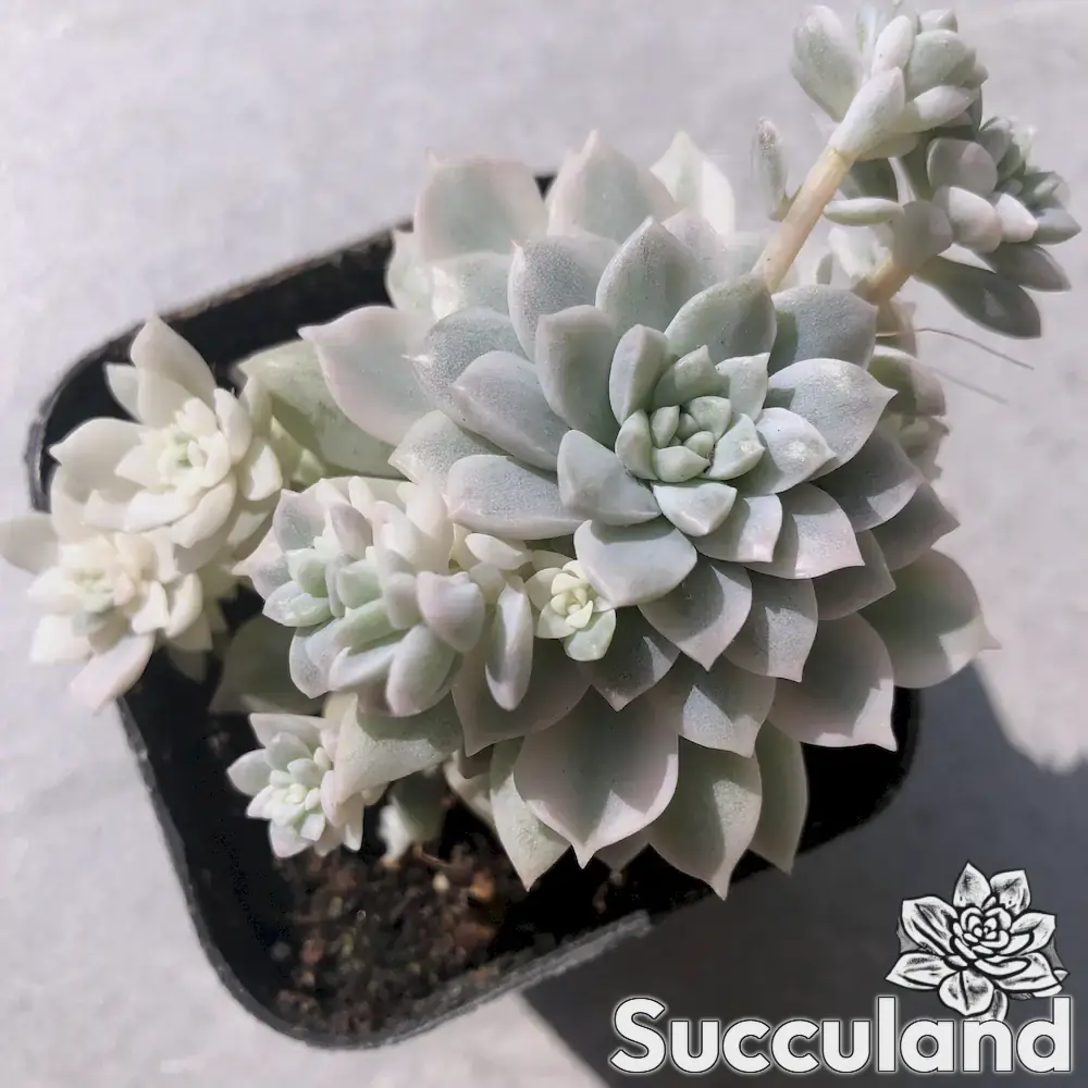 echeveria prolifica variegated succulent
