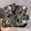 Echeveria Black Madiba