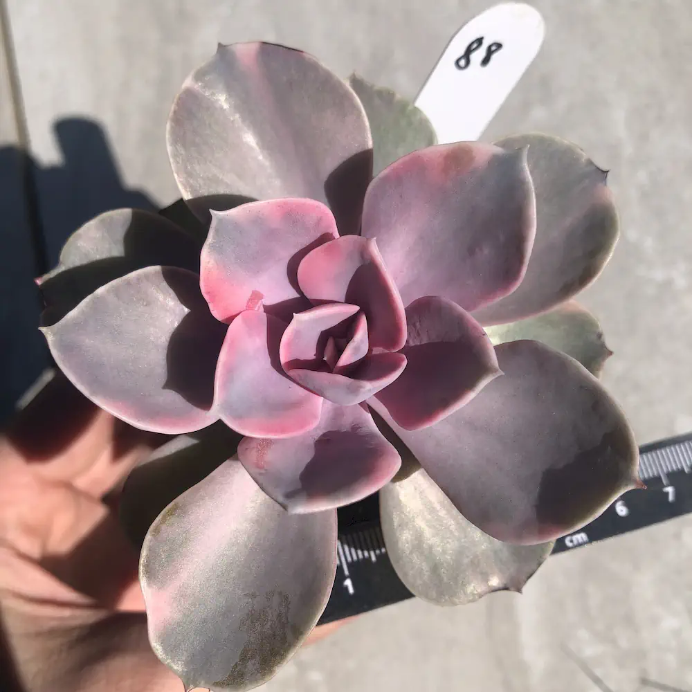 Echeveria Rainbow